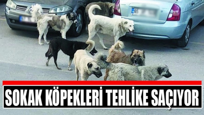 İspir Belediyesinin İhmali Sokak köpekleri tehlike saçıyor?